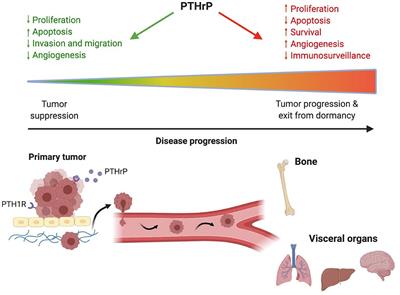 From Good to Bad: The Opposing Effects of PTHrP on Tumor Growth, Dormancy, and Metastasis Throughout Cancer Progression